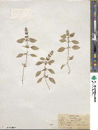 Ocimum basilicum image