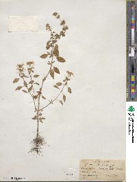 Ocimum basilicum image