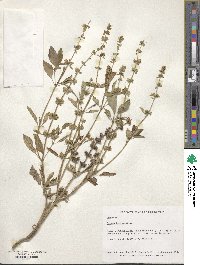 Ocimum basilicum image