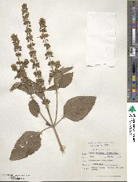 Ocimum basilicum image