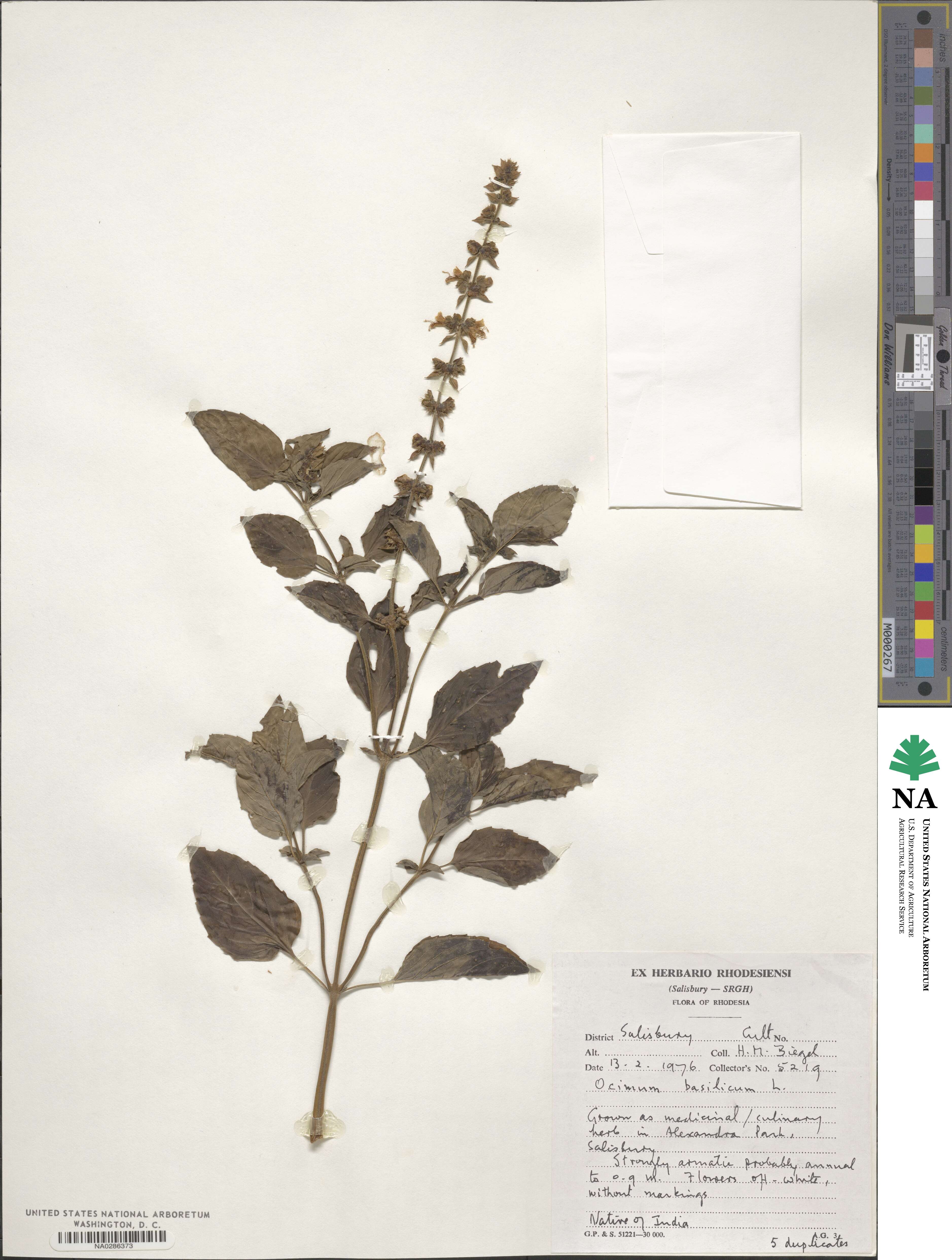 Ocimum basilicum image