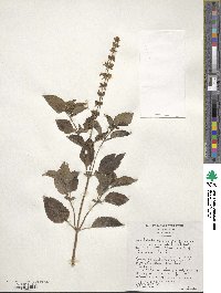 Ocimum basilicum image