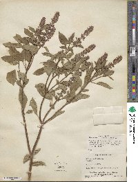 Ocimum basilicum image