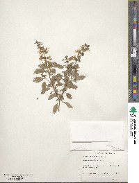 Ocimum basilicum image