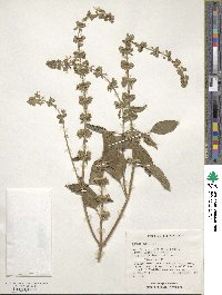 Ocimum basilicum image