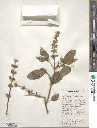 Ocimum basilicum image