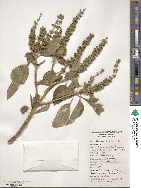 Ocimum basilicum image