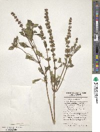 Ocimum basilicum image