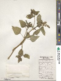 Ocimum basilicum image