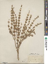 Ocimum basilicum image