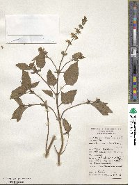 Ocimum basilicum image