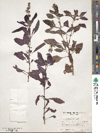 Ocimum basilicum image