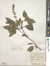 Ocimum basilicum image