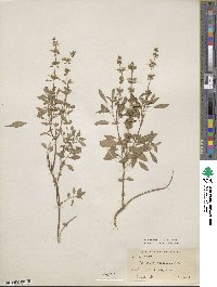 Ocimum basilicum image