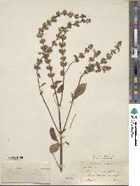 Ocimum basilicum image