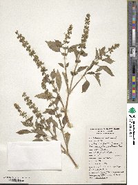 Ocimum basilicum image