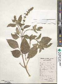 Ocimum basilicum image