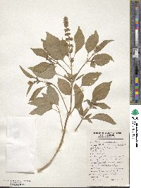 Ocimum basilicum image