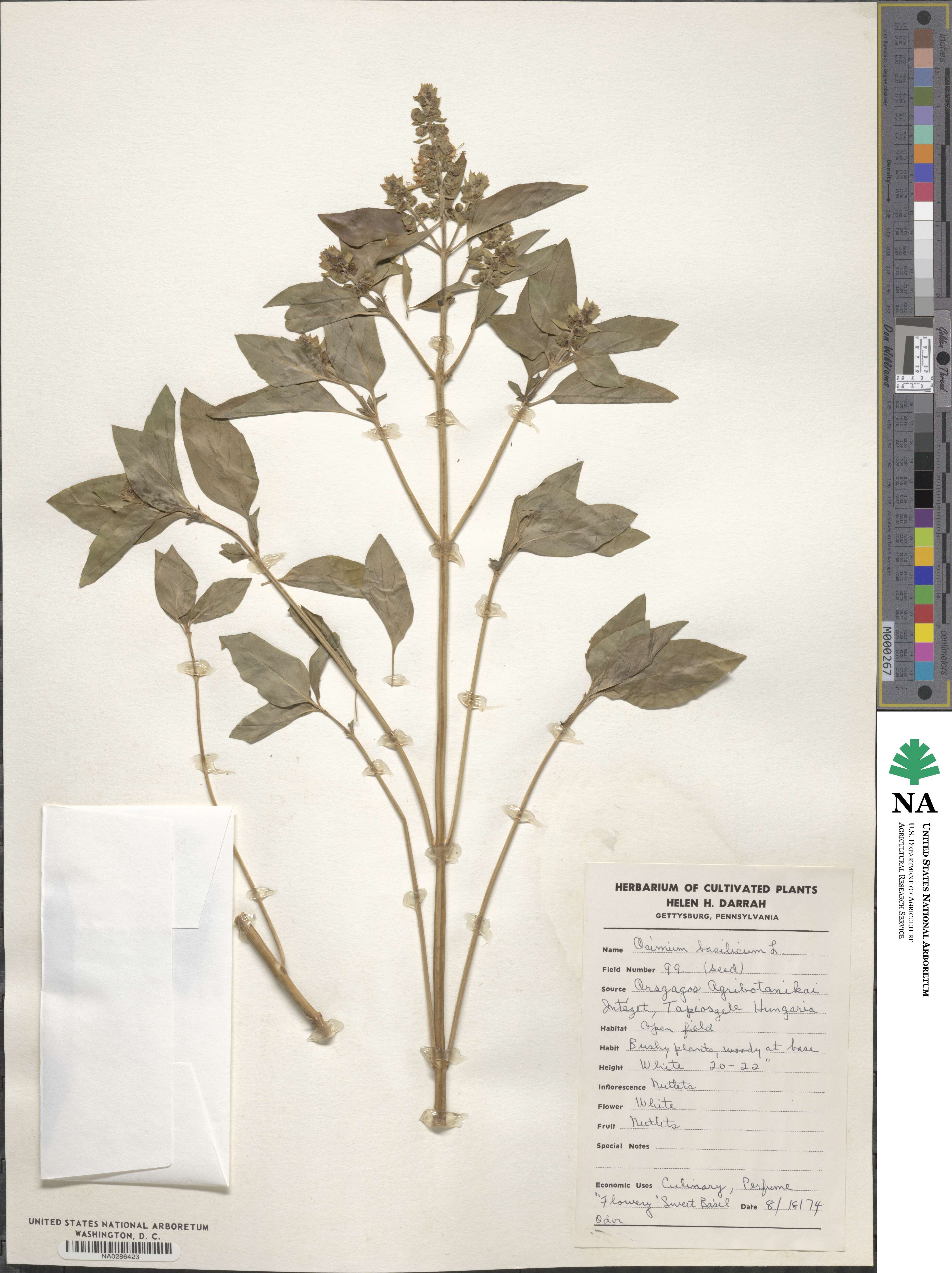 Ocimum basilicum image