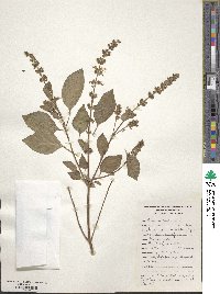 Ocimum basilicum image