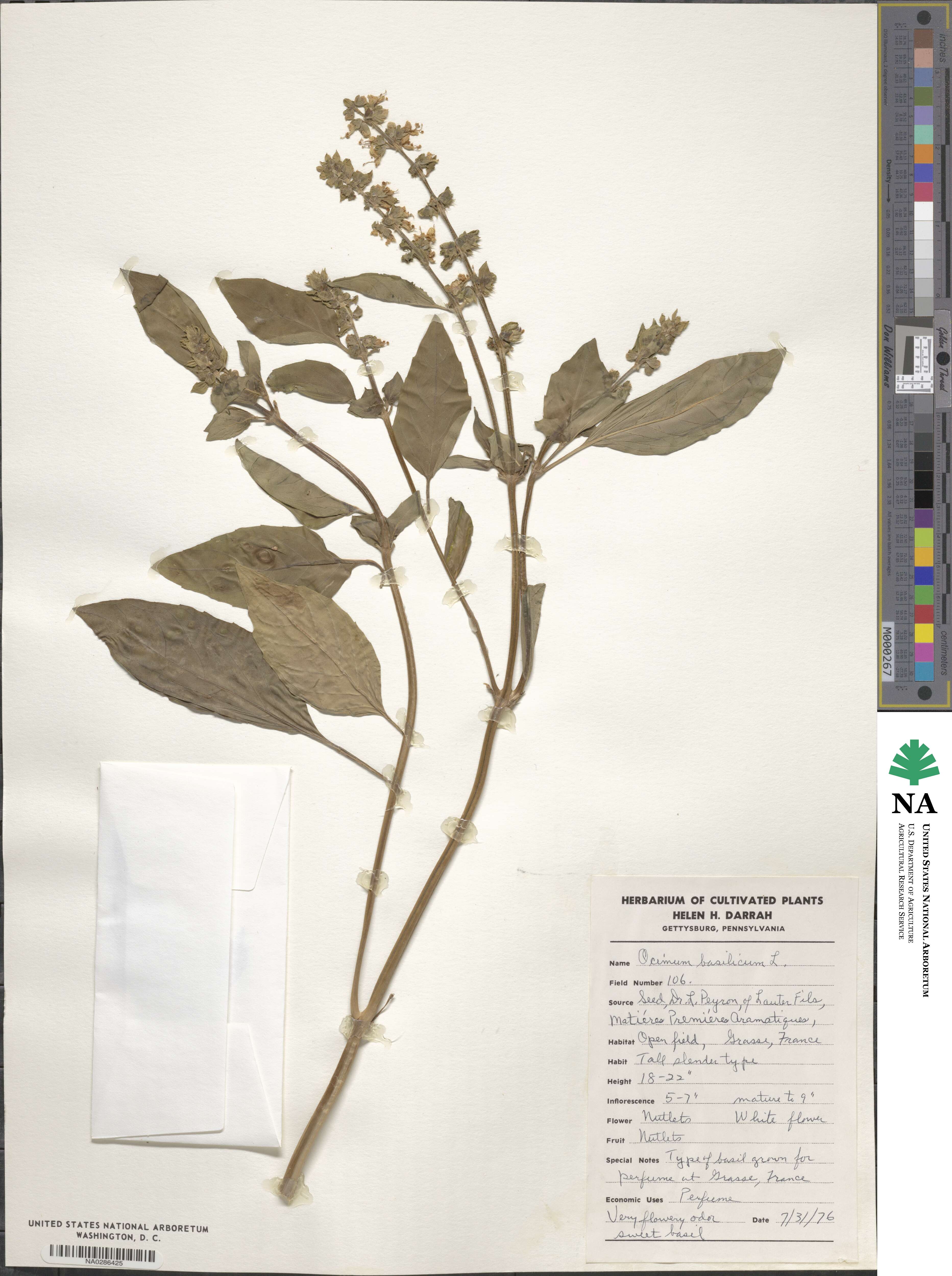 Ocimum basilicum image