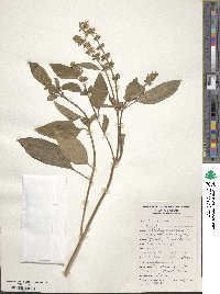 Ocimum basilicum image