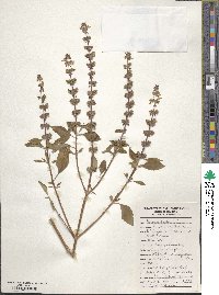 Ocimum basilicum image