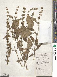 Ocimum basilicum image