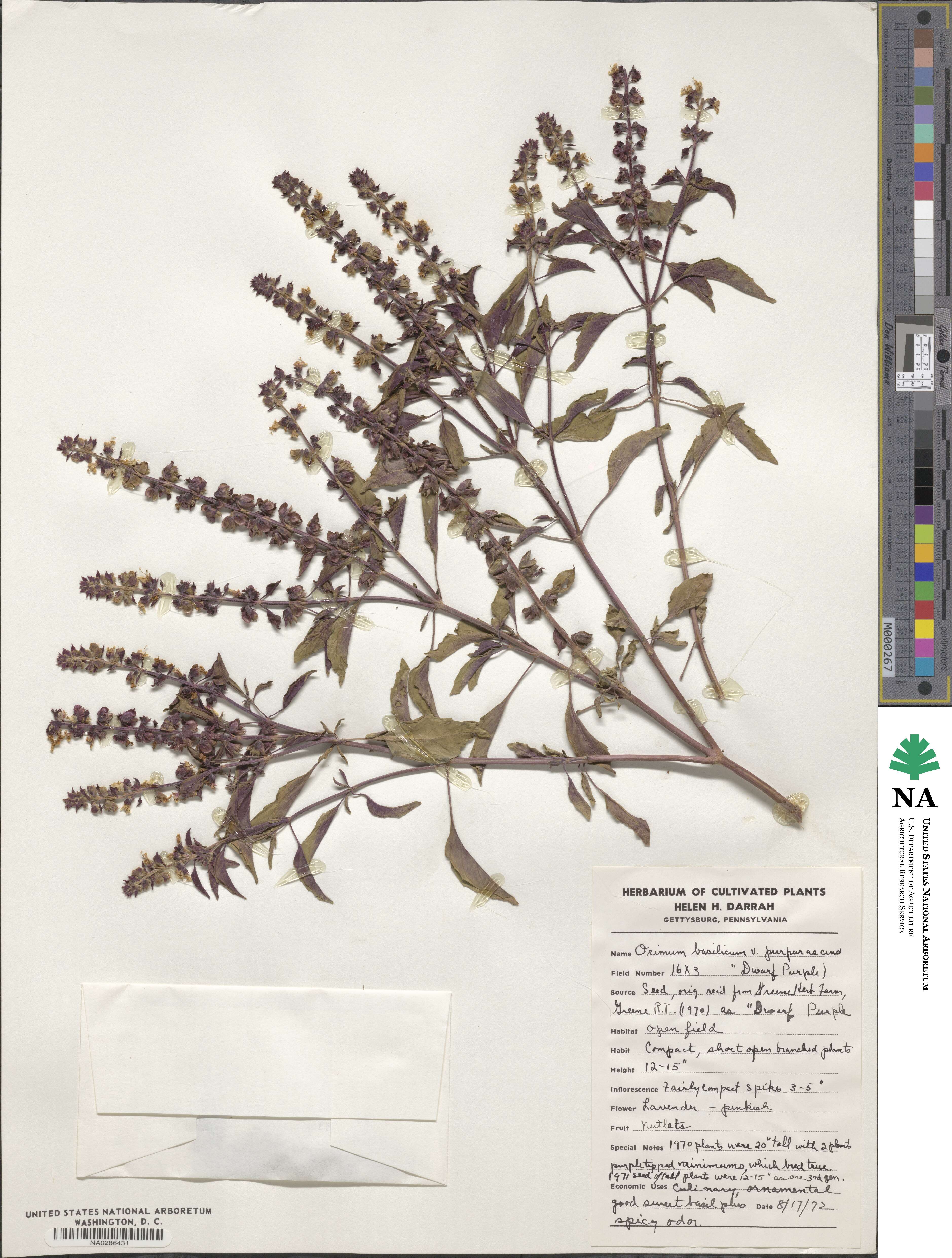 Ocimum basilicum image