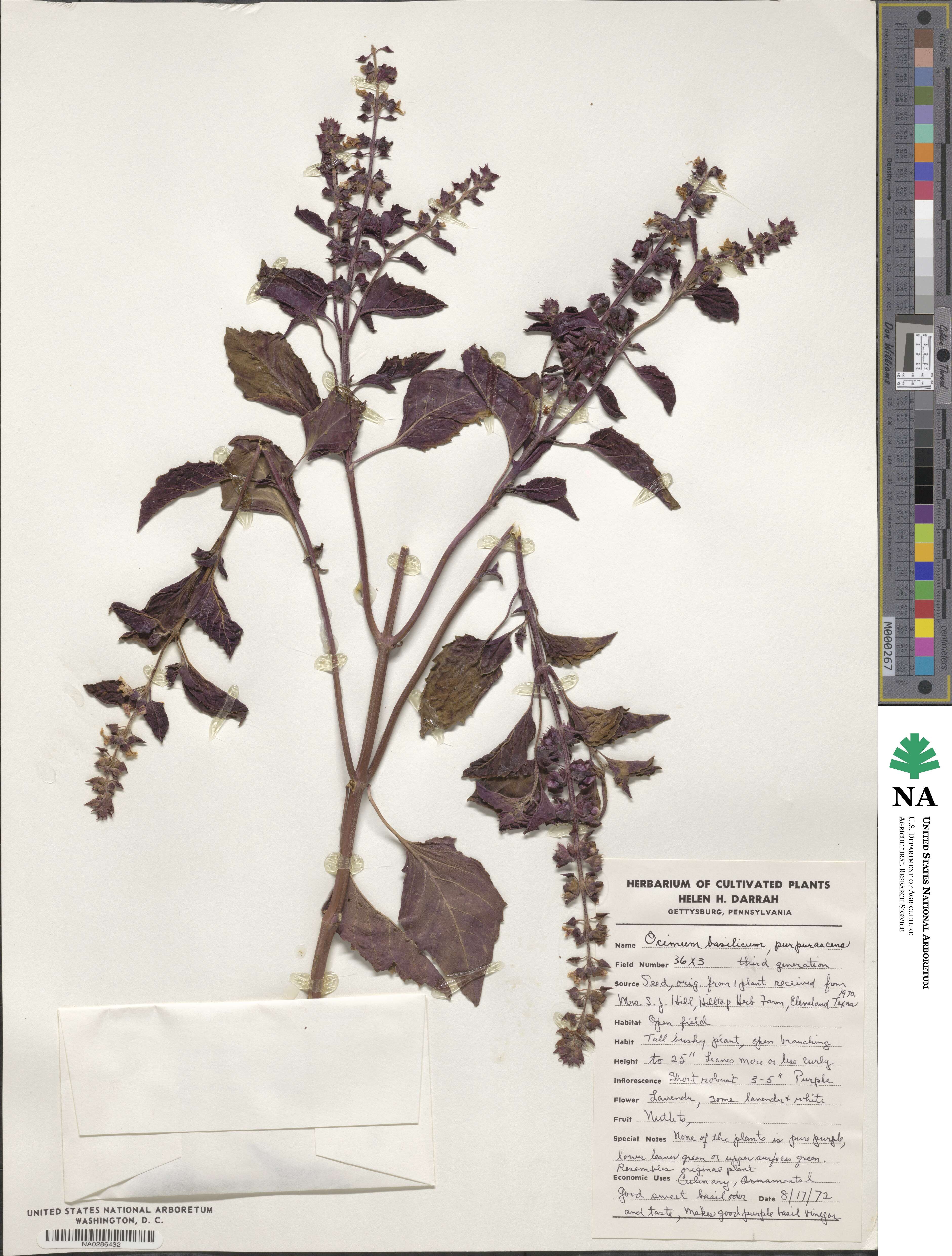 Ocimum basilicum image