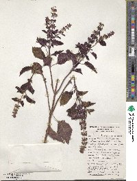 Ocimum basilicum var. basilicum image