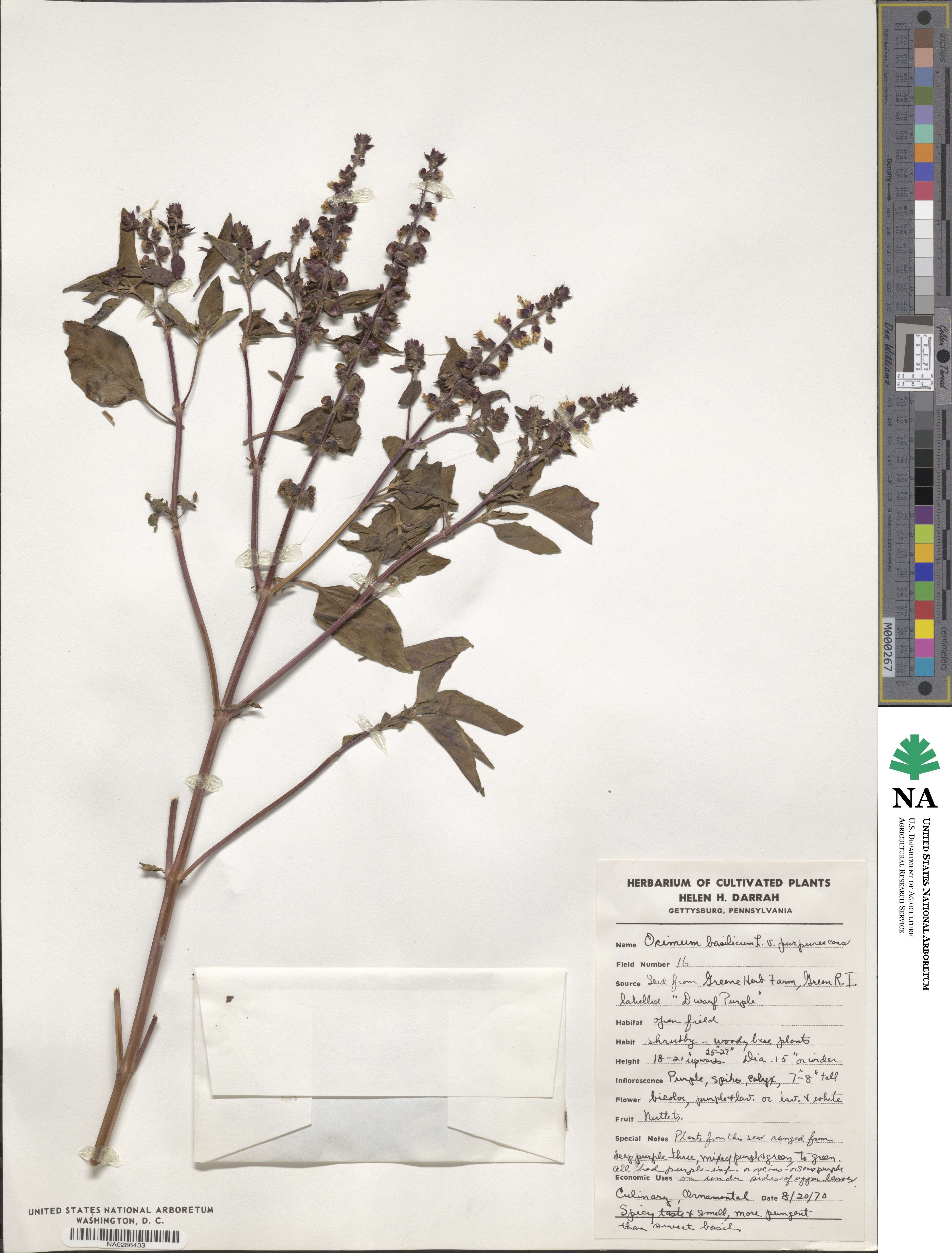 Ocimum basilicum var. basilicum image