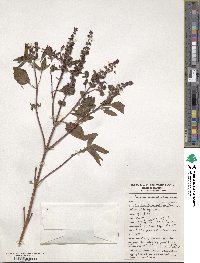 Ocimum basilicum var. basilicum image