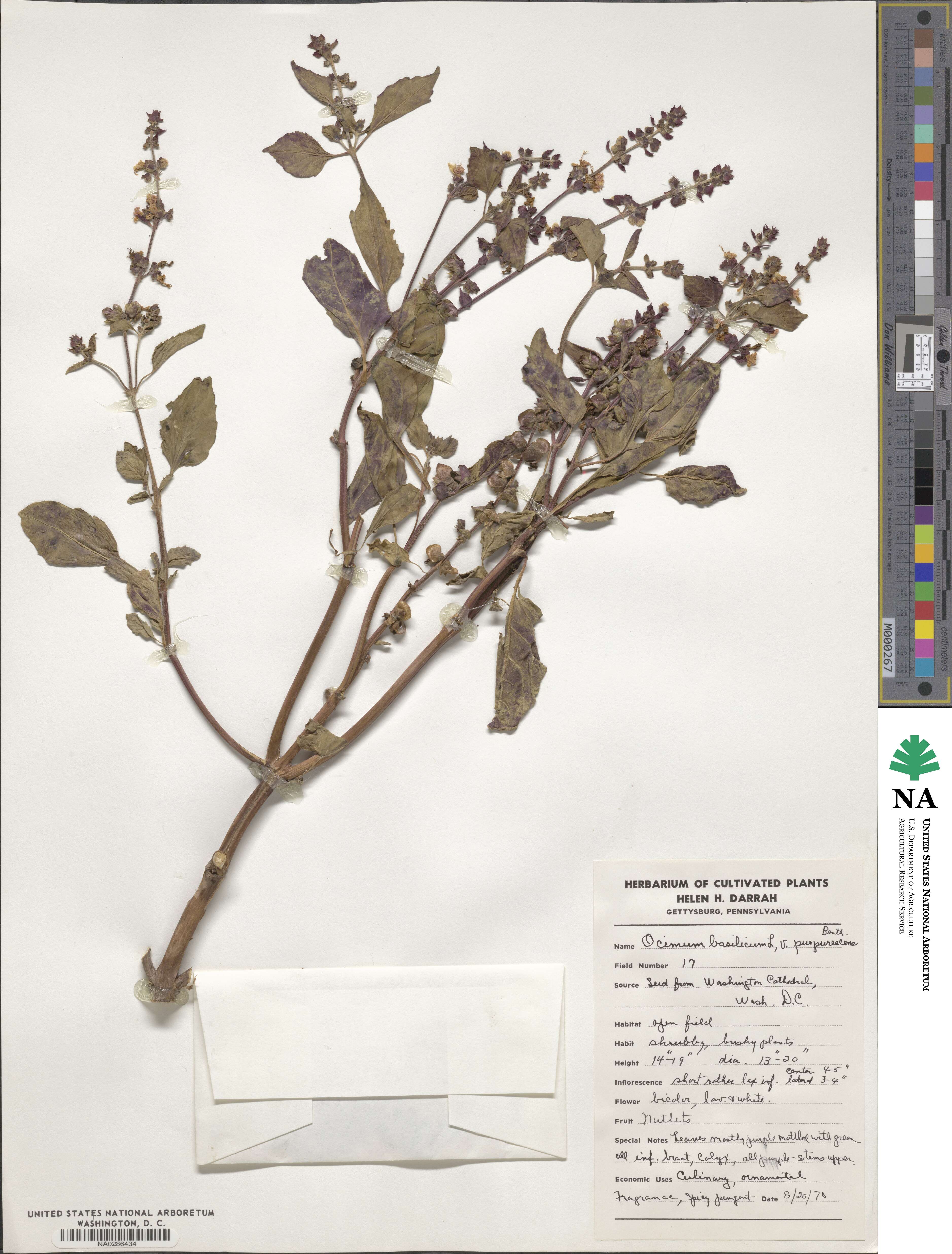 Ocimum basilicum image