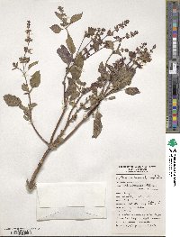 Ocimum basilicum var. basilicum image