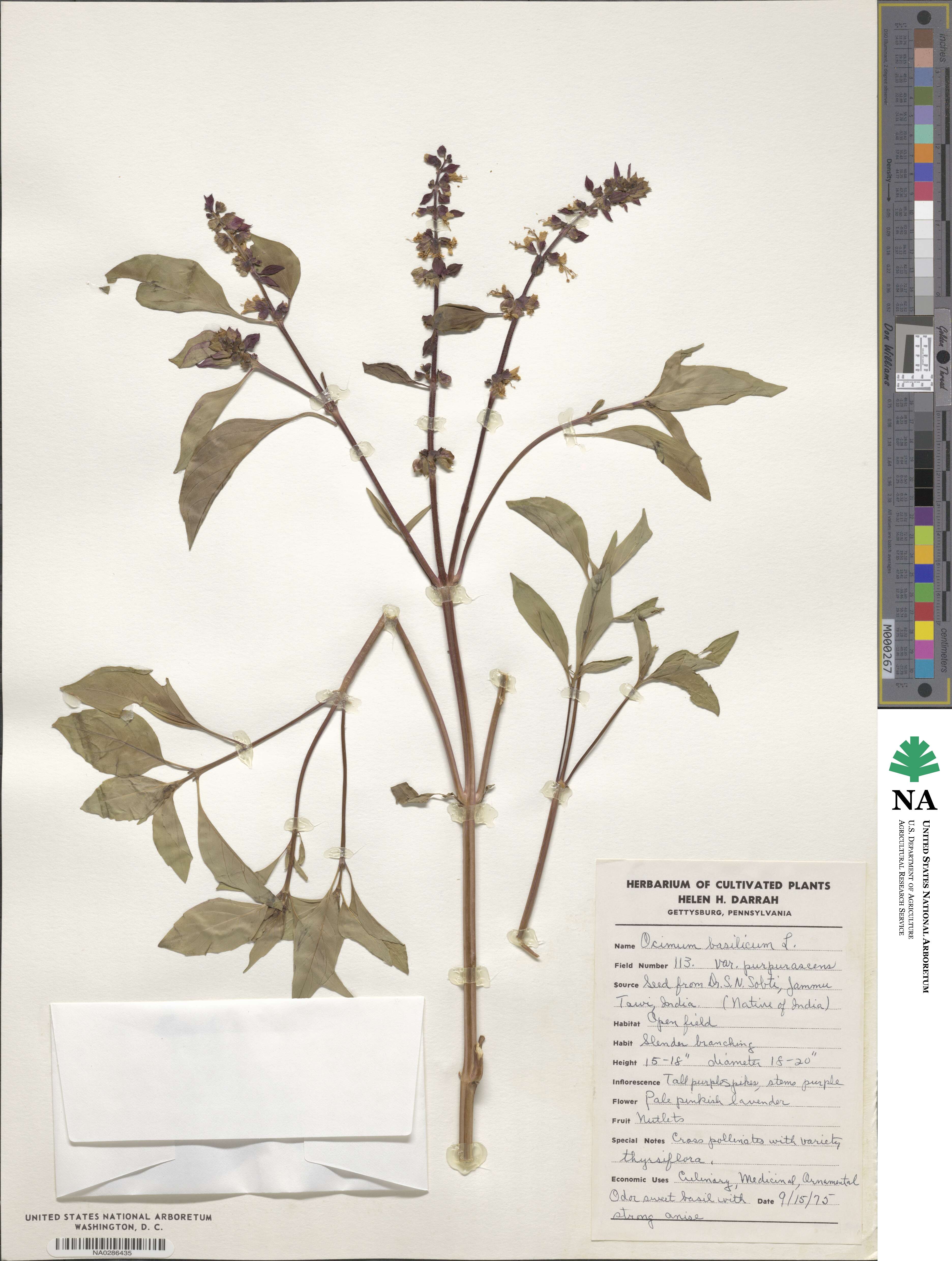 Ocimum basilicum var. basilicum image