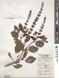 Ocimum basilicum image