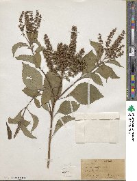 Ocimum gratissimum subsp. gratissimum image