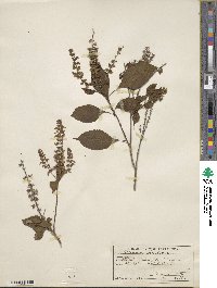 Ocimum gratissimum image