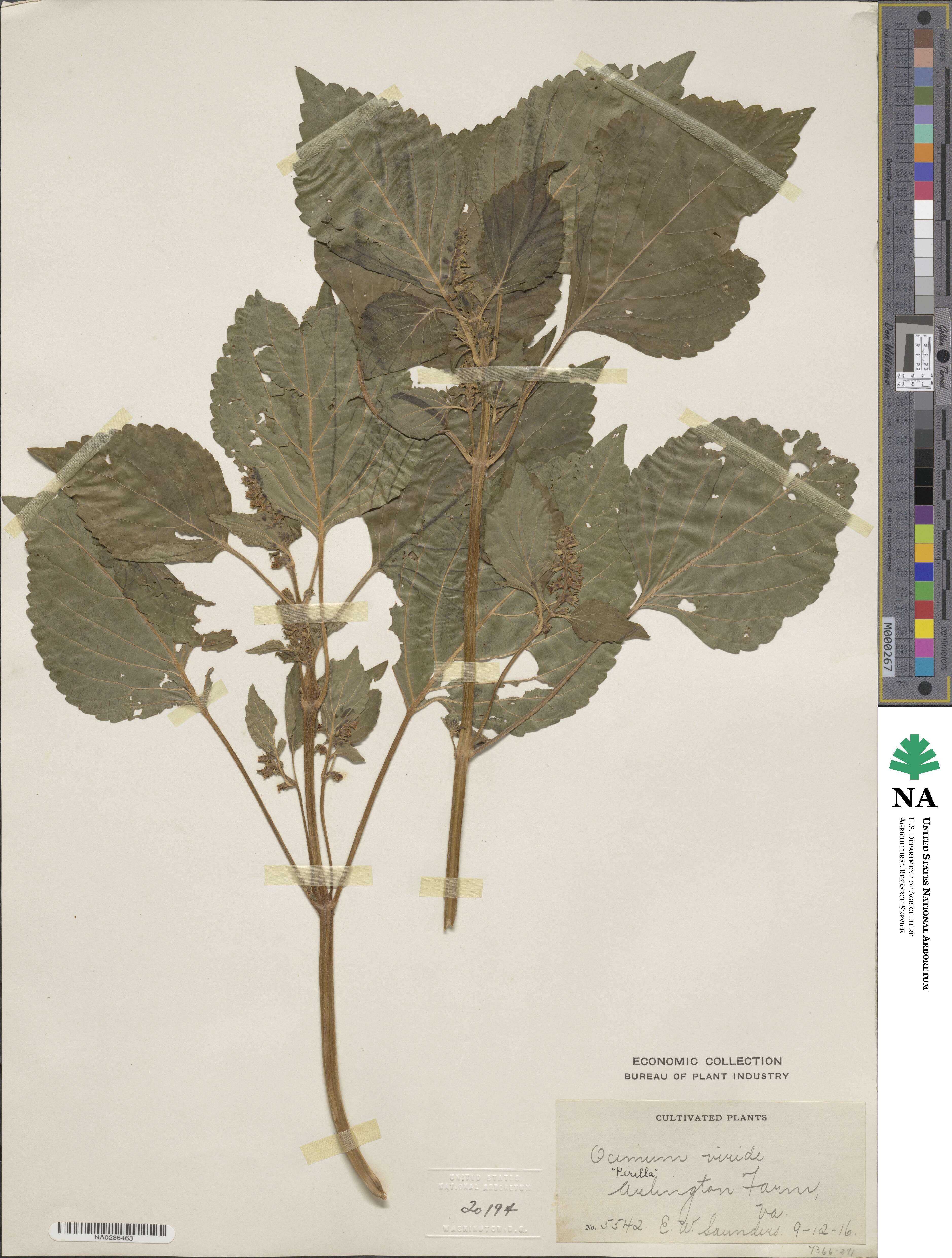 Ocimum gratissimum subsp. gratissimum image