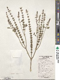 Ocimum tenuiflorum image