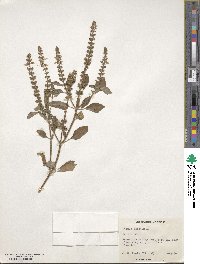 Ocimum tenuiflorum image