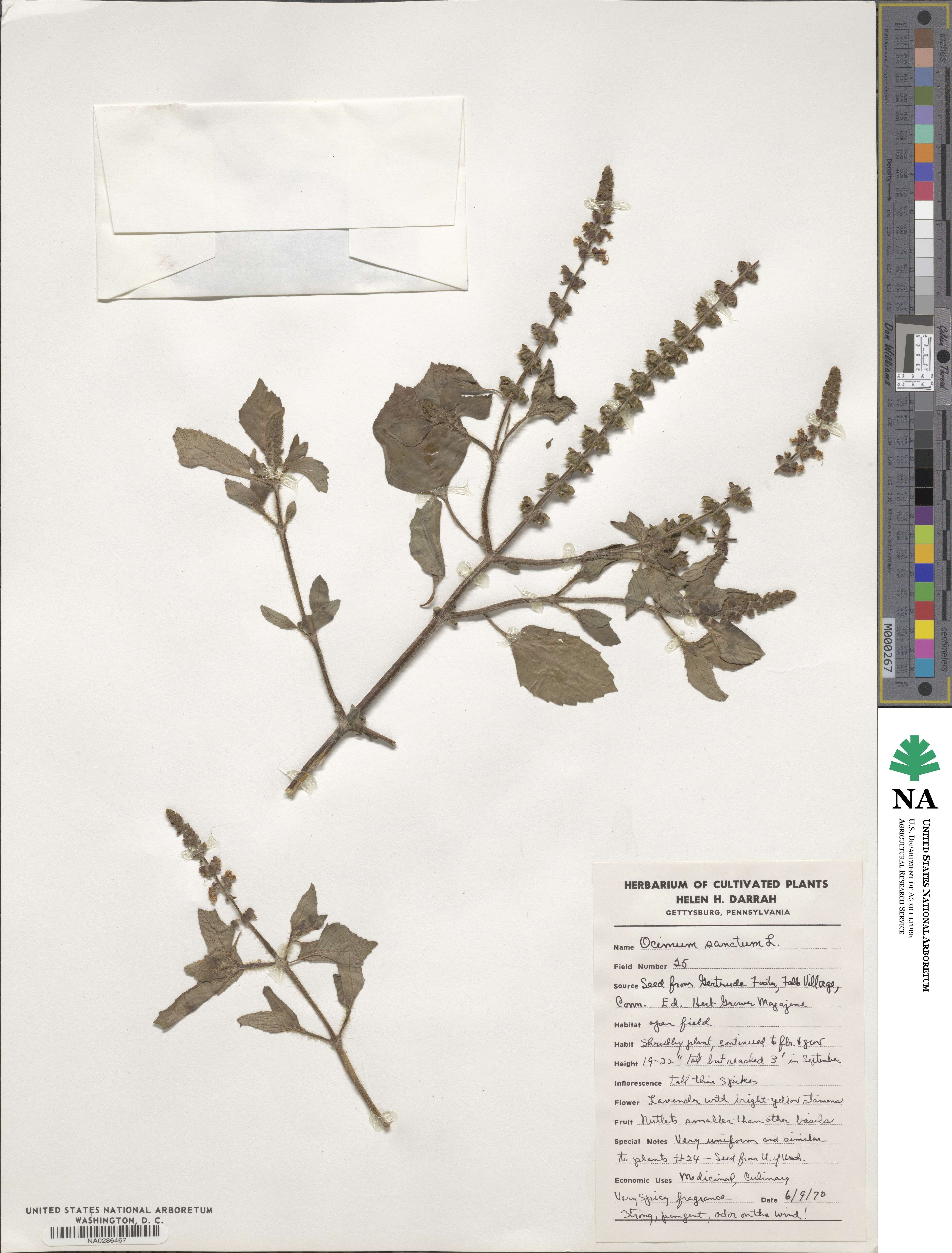 Ocimum tenuiflorum image