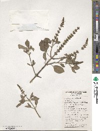 Ocimum tenuiflorum image