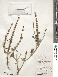 Ocimum tenuiflorum image