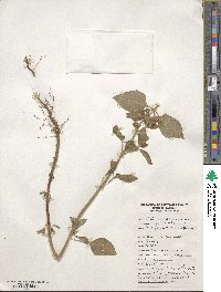 Ocimum tenuiflorum image