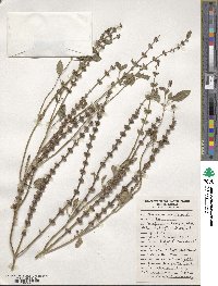 Ocimum tenuiflorum image