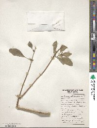 Ocimum kilimandscharicum image