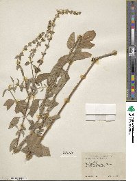 Ocimum kilimandscharicum image