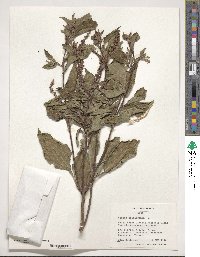 Ocimum gratissimum image